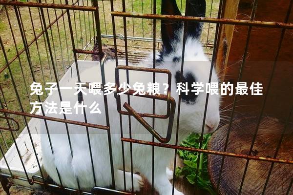 兔子一天喂多少兔糧？科學(xué)喂的最佳方法是什么